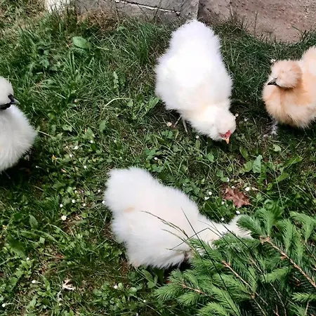 Panoramapension Platzer 3*