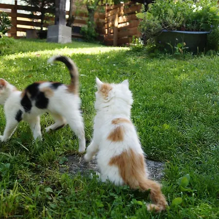 Affittacamere Panoramapension Platzer 3*