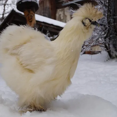 Panoramapension Platzer בית הארחה 3*