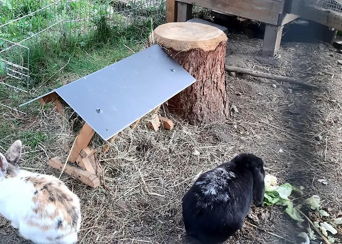 Panoramapension Platzer Pensjonat 3*