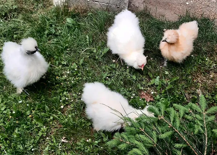 Panoramapension Platzer 3*