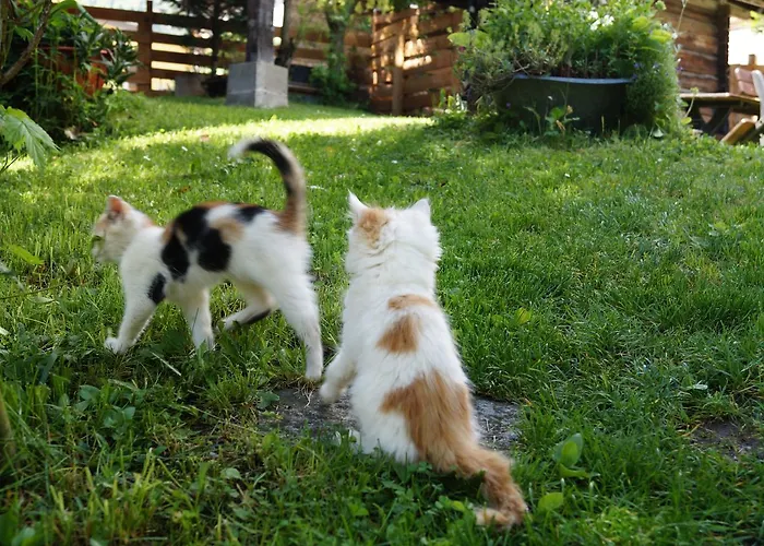 Pensjonat Panoramapension Platzer 3*