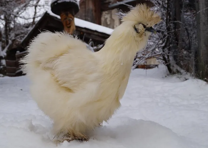 Panoramapension Platzer Pensjonat 3*