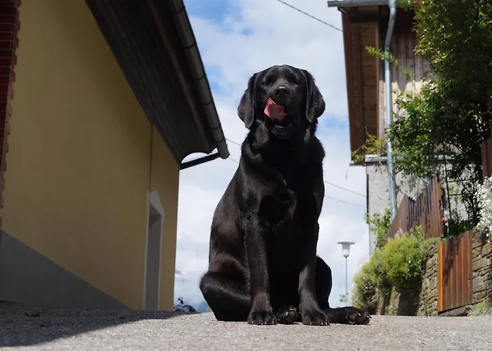 Panoramapension Platzer Pensjonat