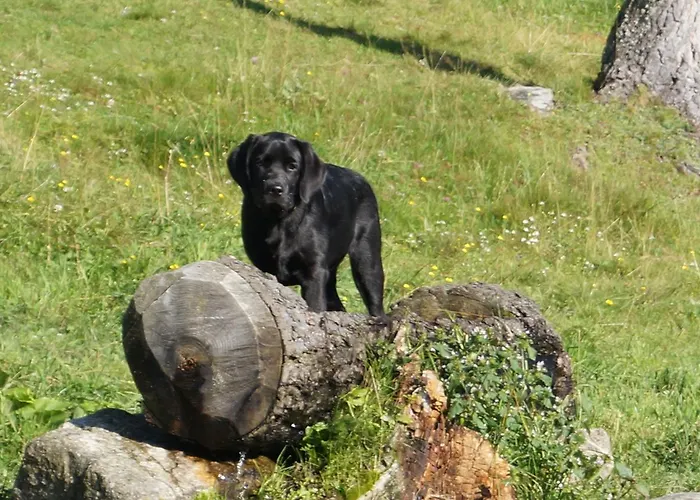 Panoramapension Platzer Pensjonat Unterkolbnitz